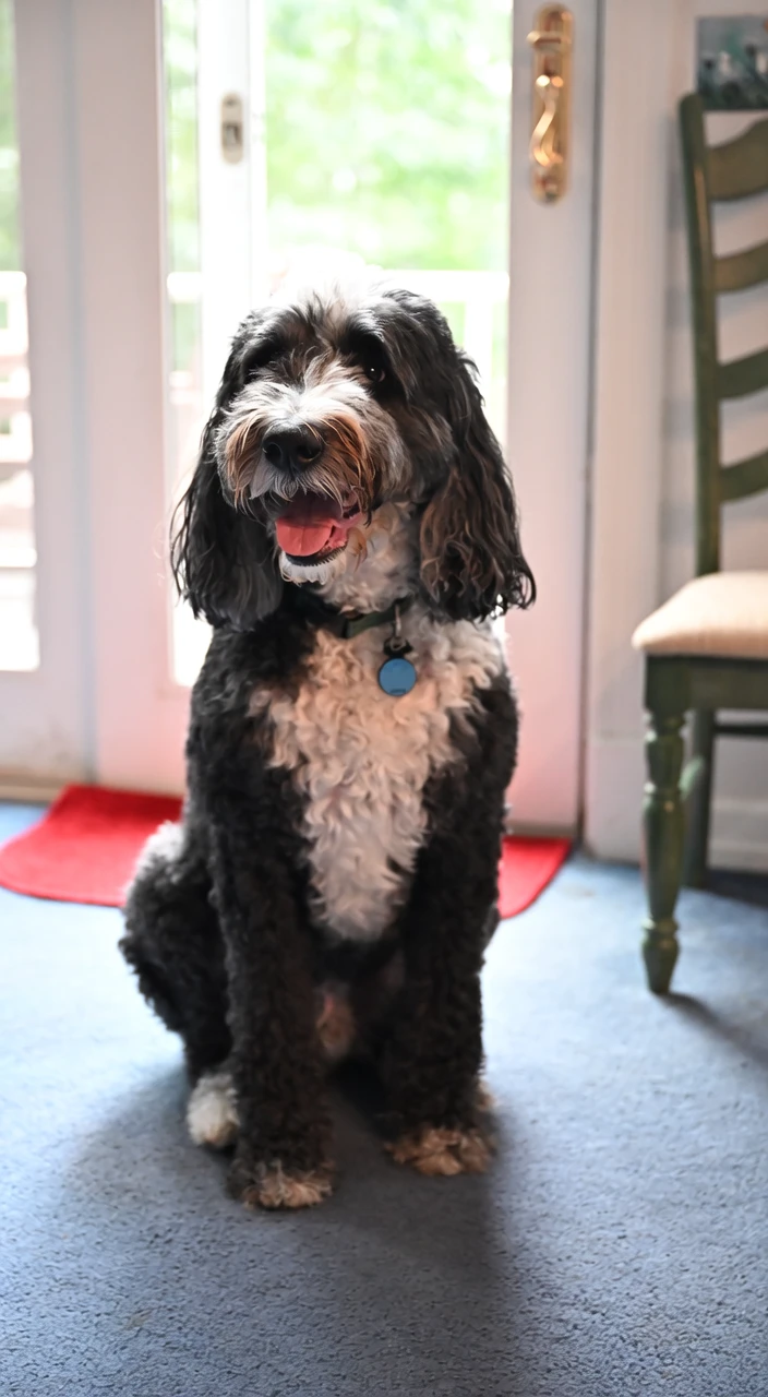 Gus, animated from one photo: head shake, raised paw, tail wag