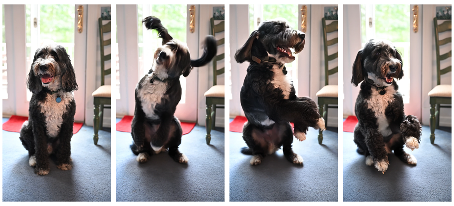 Gus Moves: Your Own Photos Are the Best Video Seeds